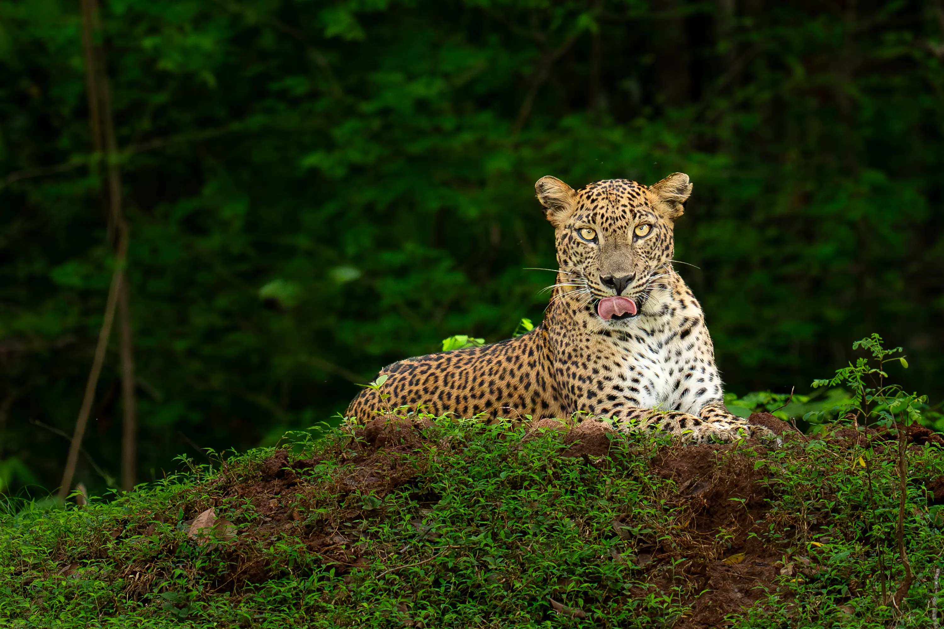 Sri Lanka Leopard Intensive gallery image 13